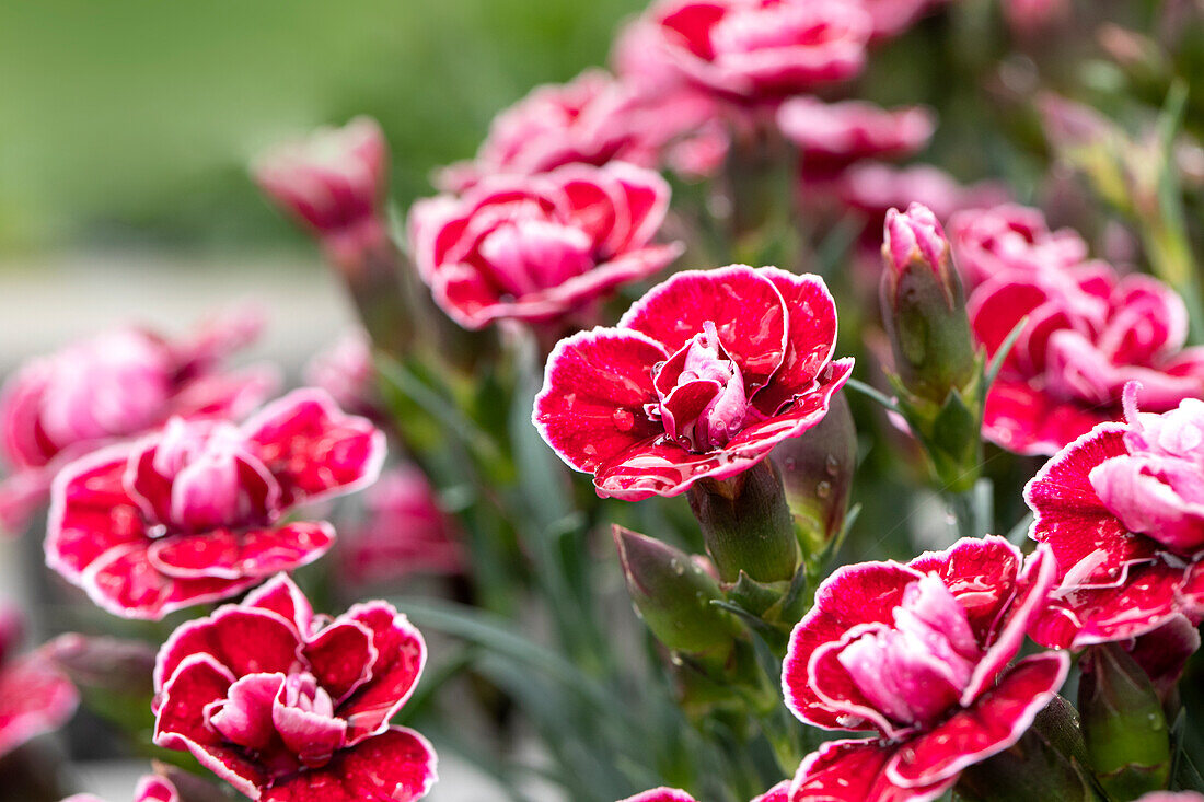 Dianthus caryophyllus Capitán® Colón