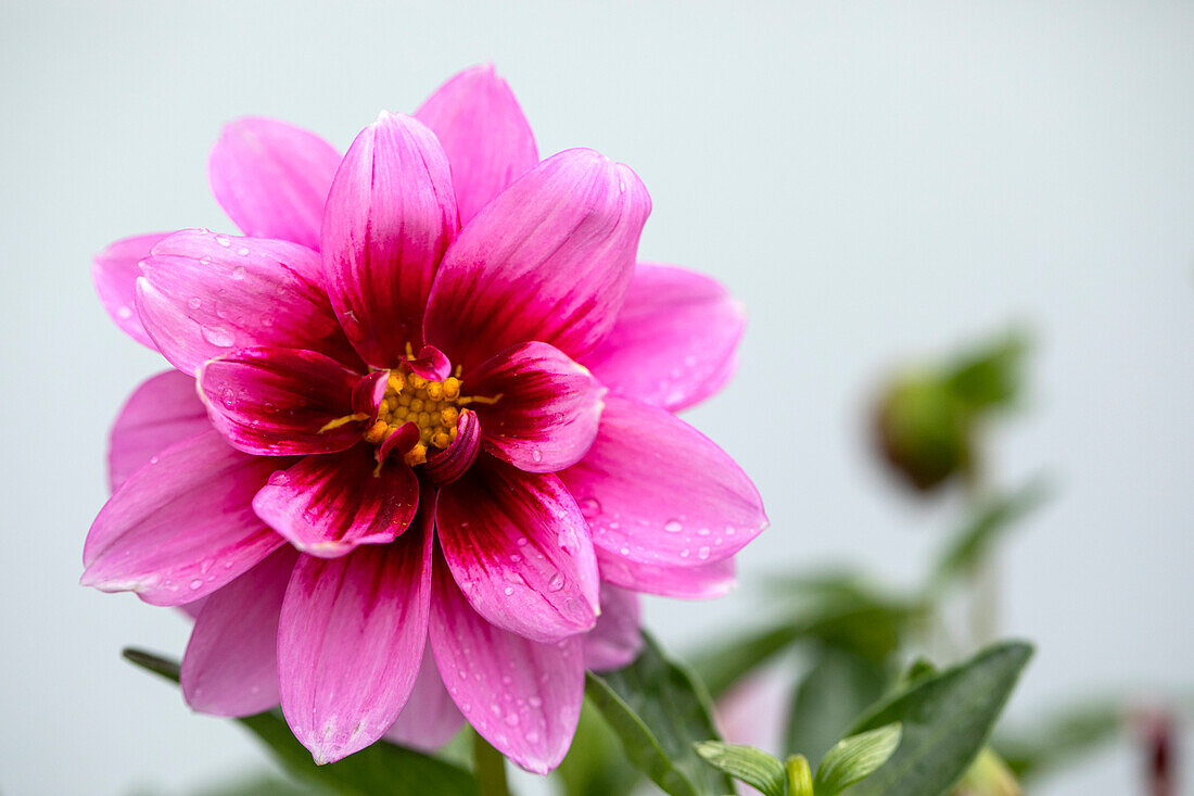 Dahlia 'DALAYA Yogi'