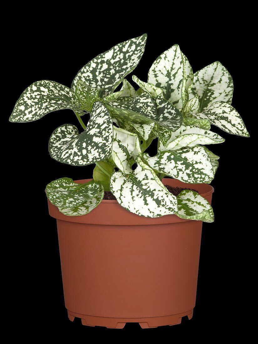 Hypoestes, white