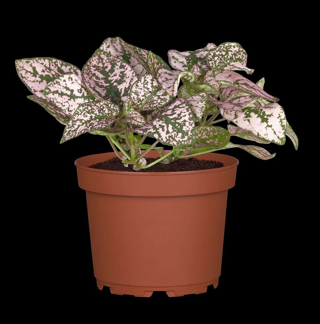 Hypoestes, pink