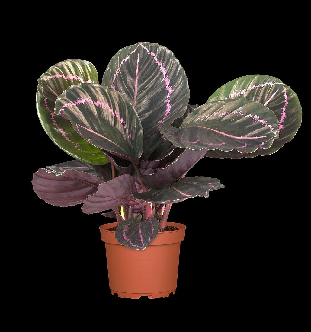 Calathea roseopicta 'Surprise Star'