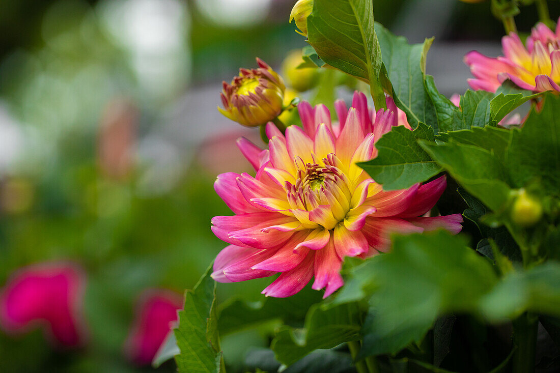 Dahlia ,XXL Sunset'