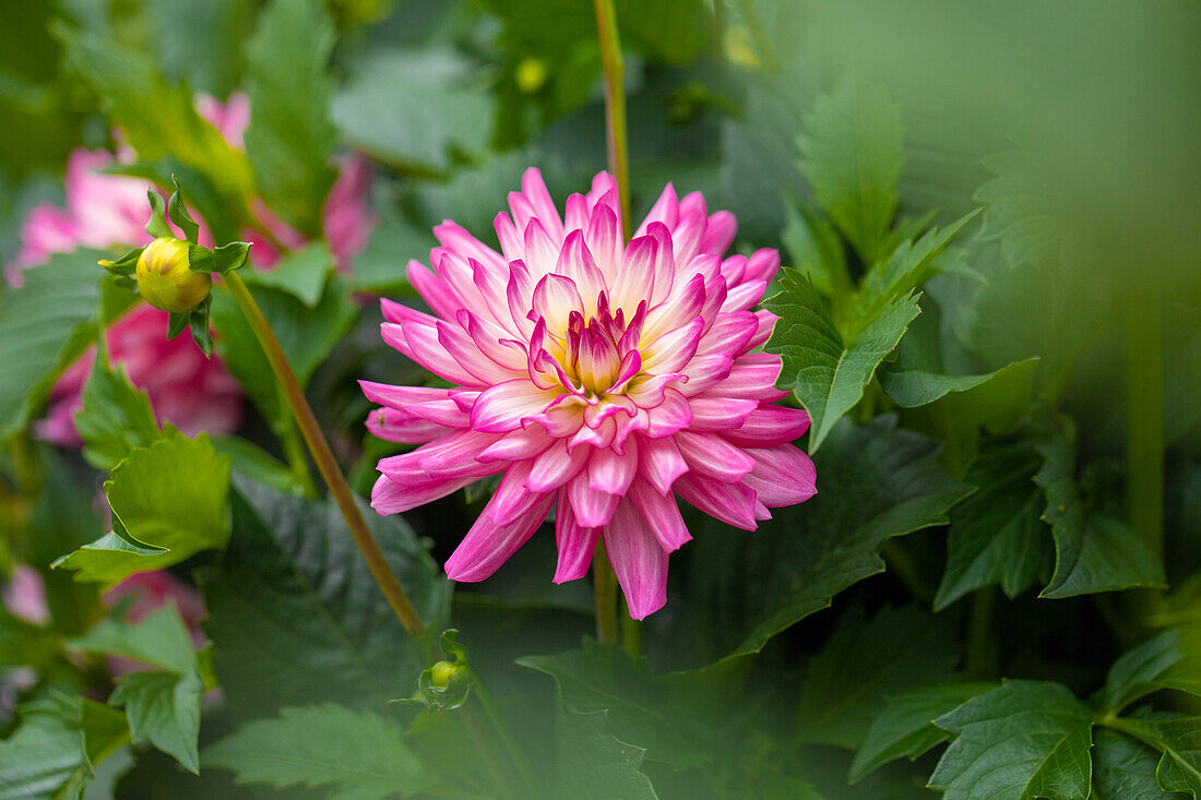 Dahlia "XXL Veracruz