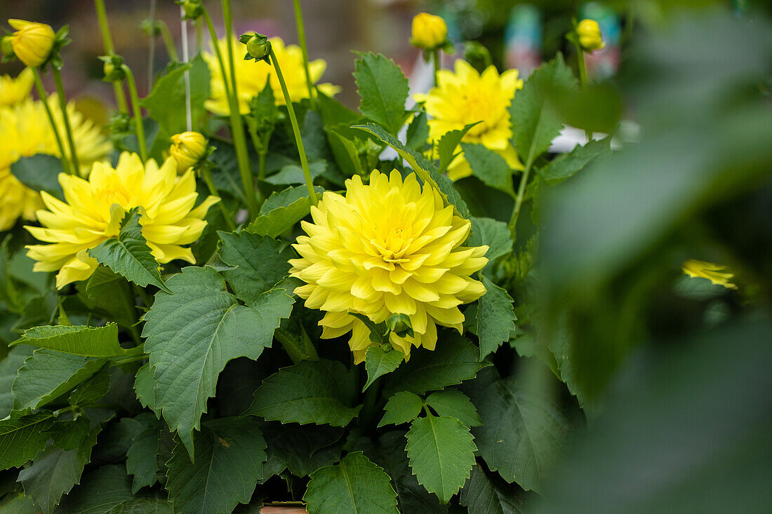 Dahlia "XXL® Durango