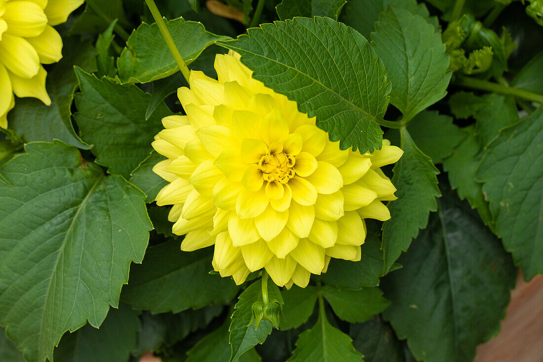 Dahlia 'XXL® Durango' Dahlia