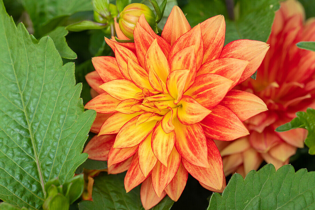 Dahlia ,XXL Tabasco'