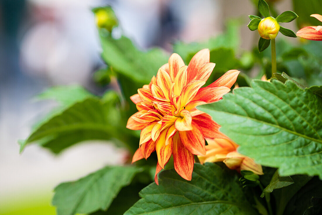 Dahlia ,XXL Tabasco'