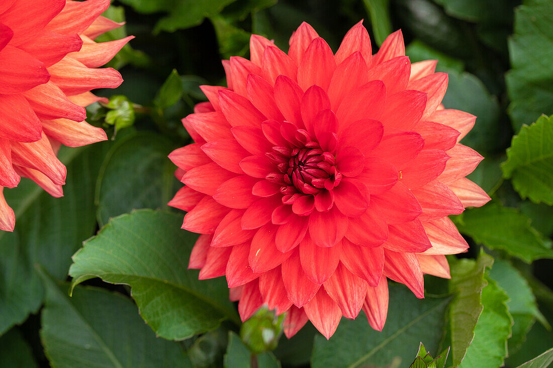 Dahlia "XXL® Alamos