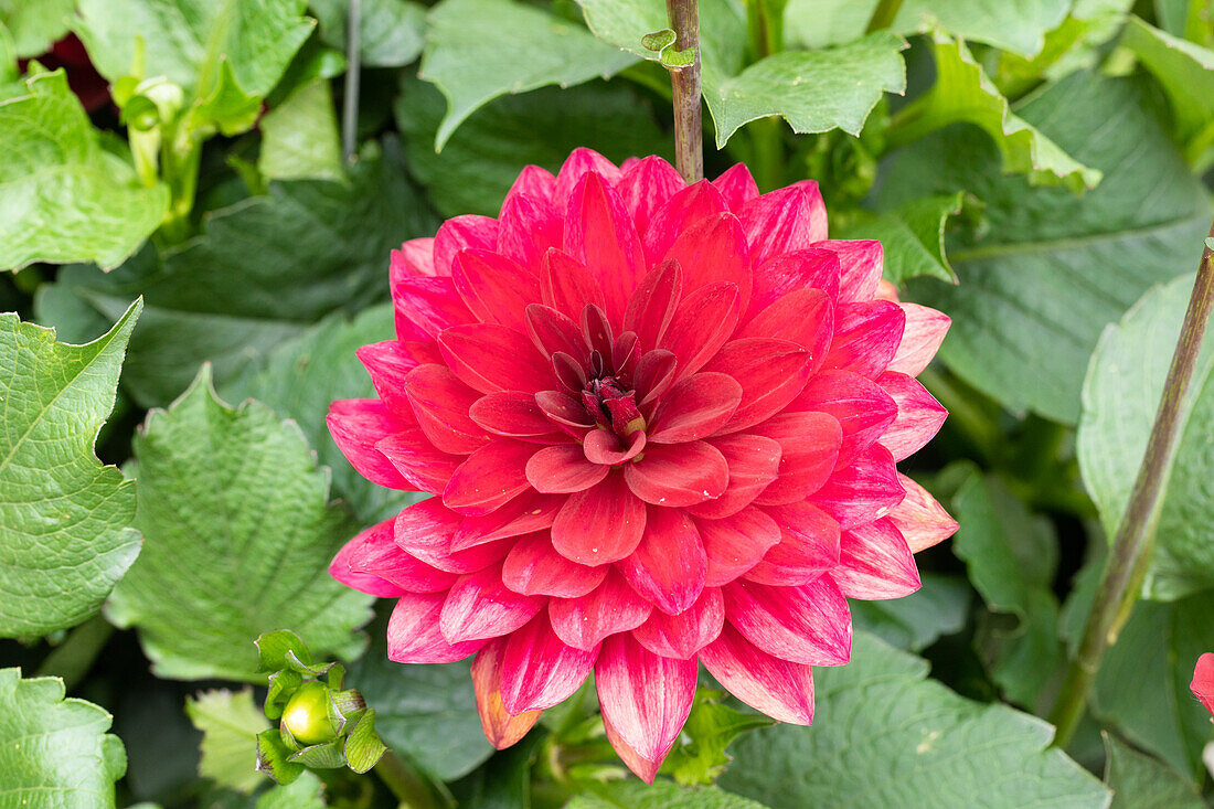 Dahlia 'XXL® Taxco' Dahlia