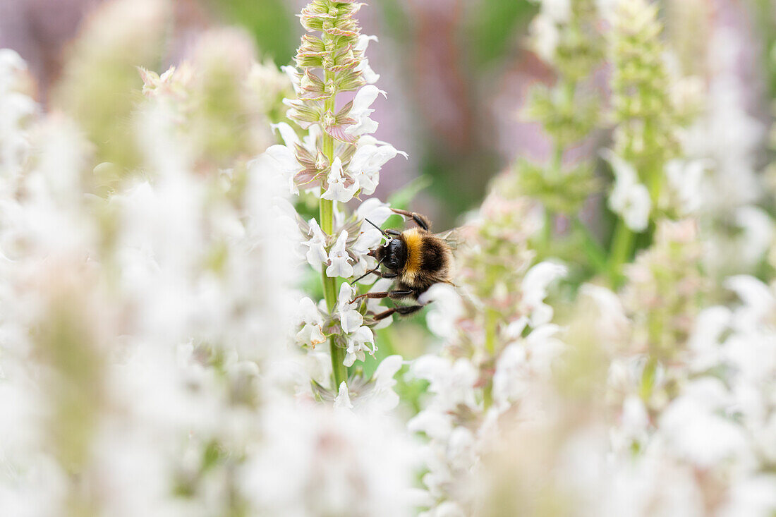 Salvia nemorosa Salute® White