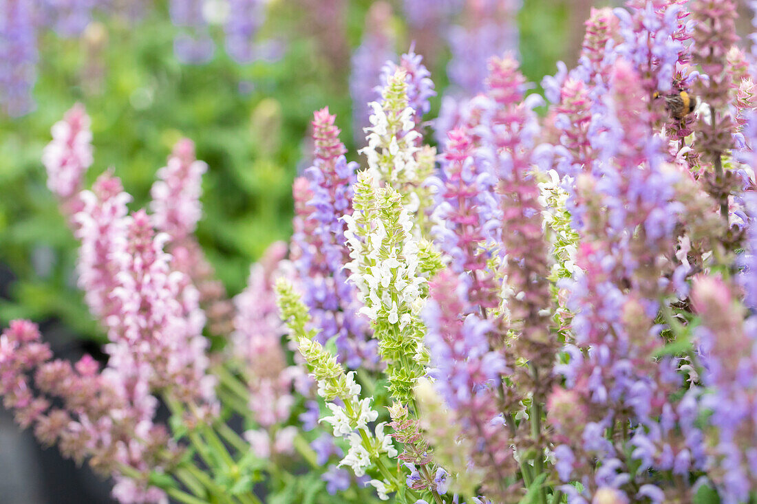 Salvia nemorosa Salute® Confetti Garden 'La Salute'