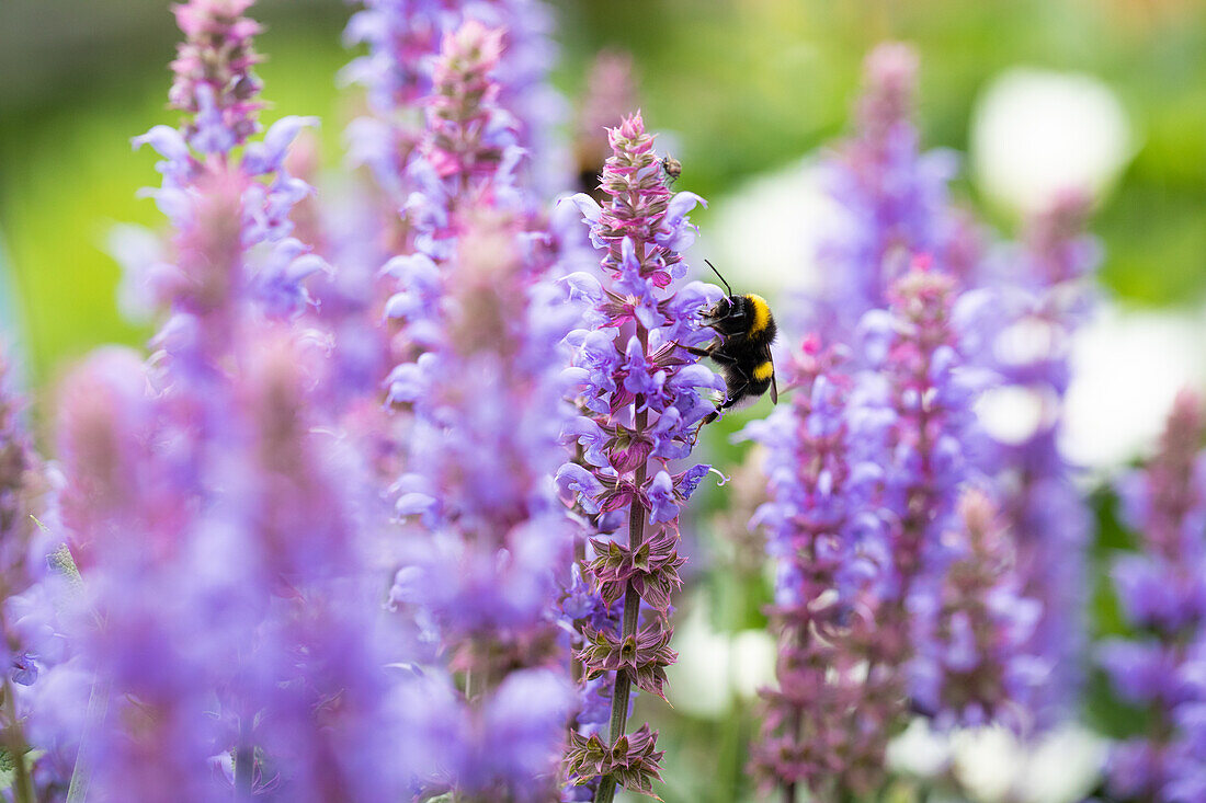 Salvia nemorosa Salute® Ice Blue