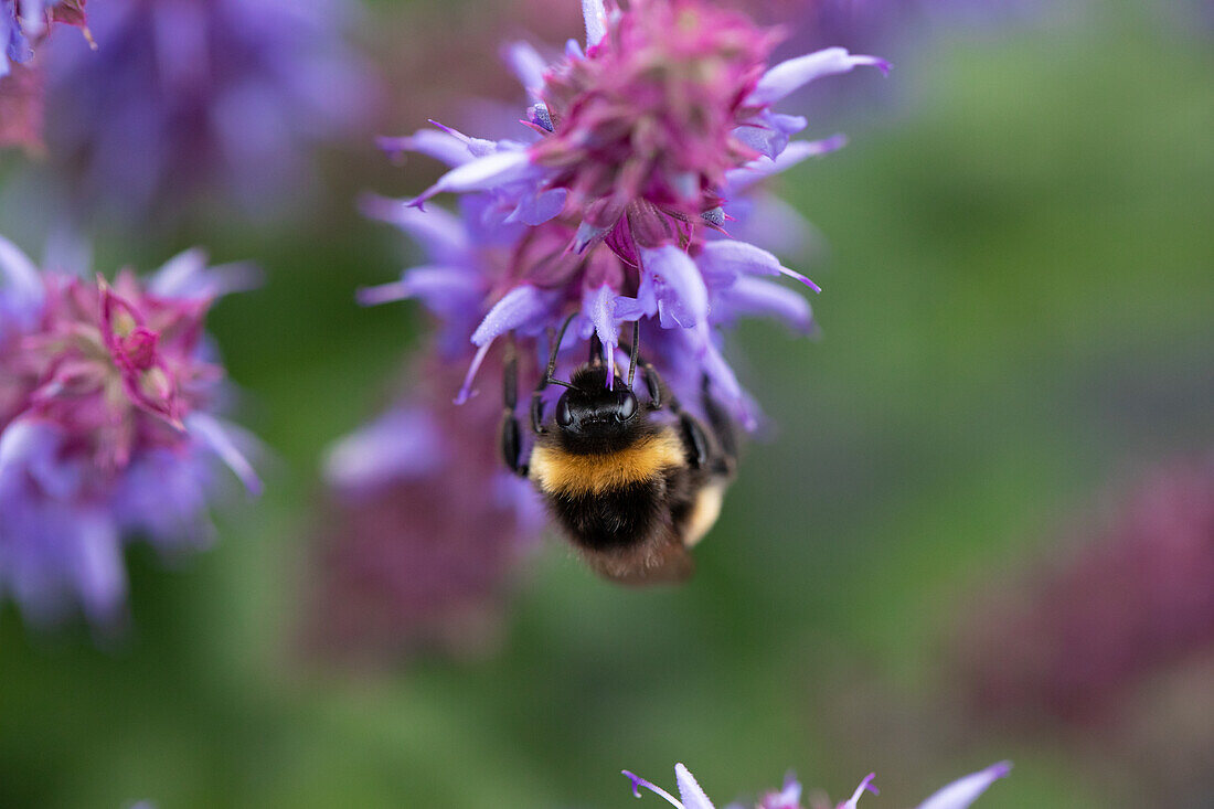 Salvia nemorosa 'Salute® Ice Blue'