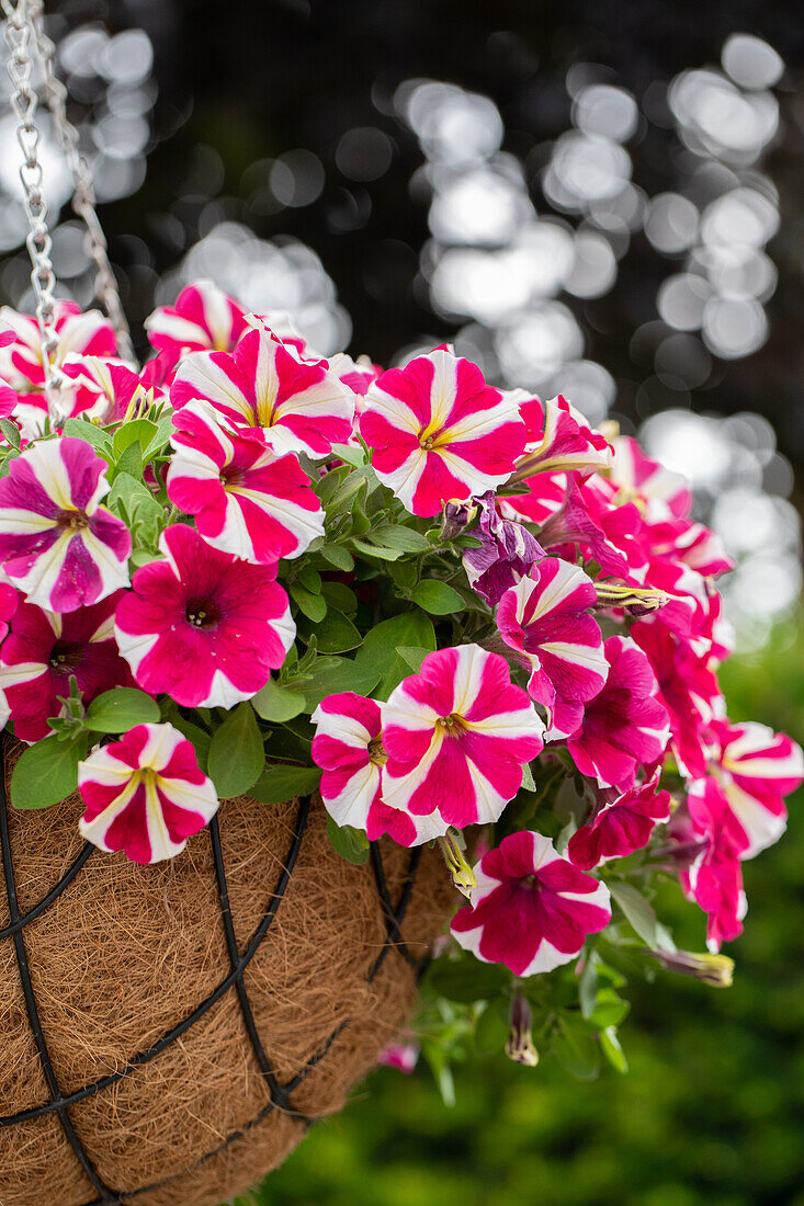 Petunia ,Surprise Cerise Star'