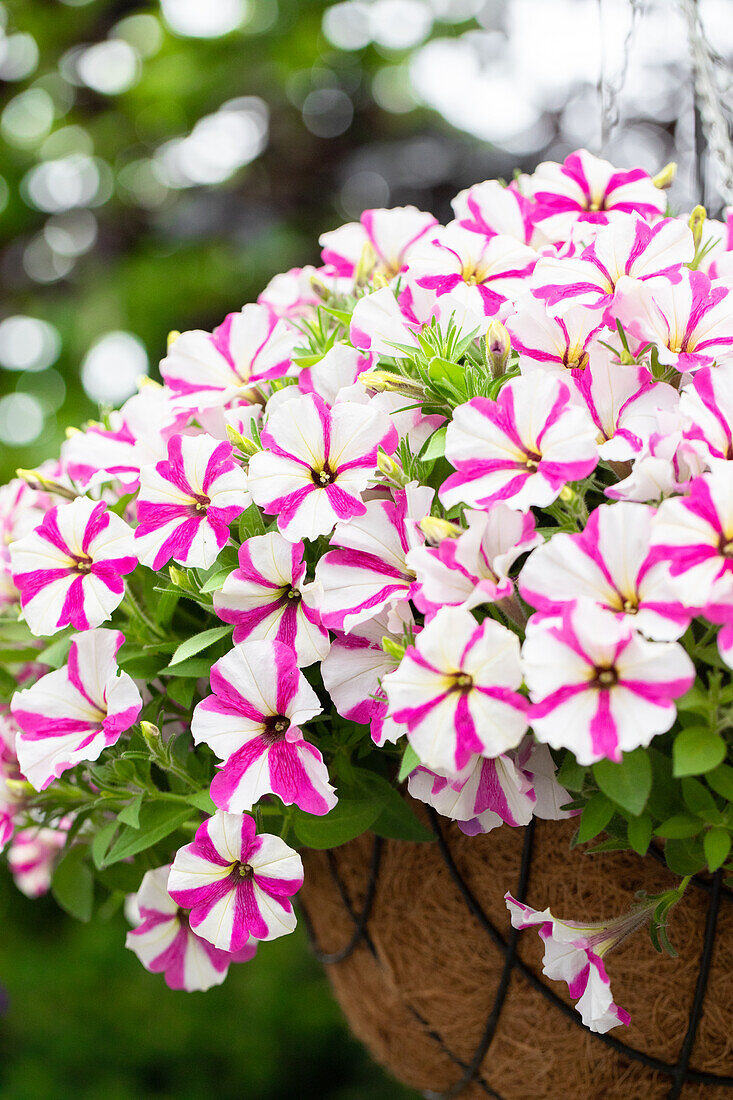 Petunia ,Surprise Pink Star'