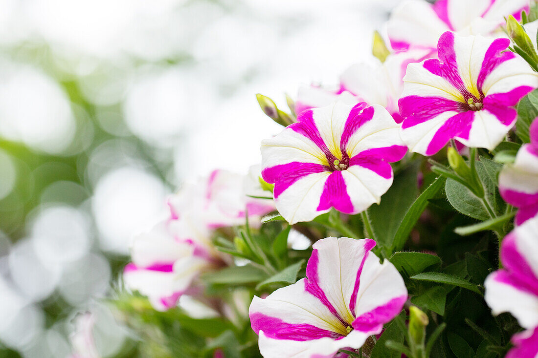 Petunia ,Surprise Pink Star'