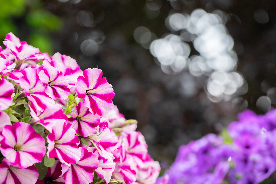 Petunia ,Surprise Burgundy Star'