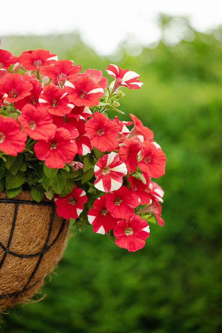 Petunia ,Peppy Hot Red'