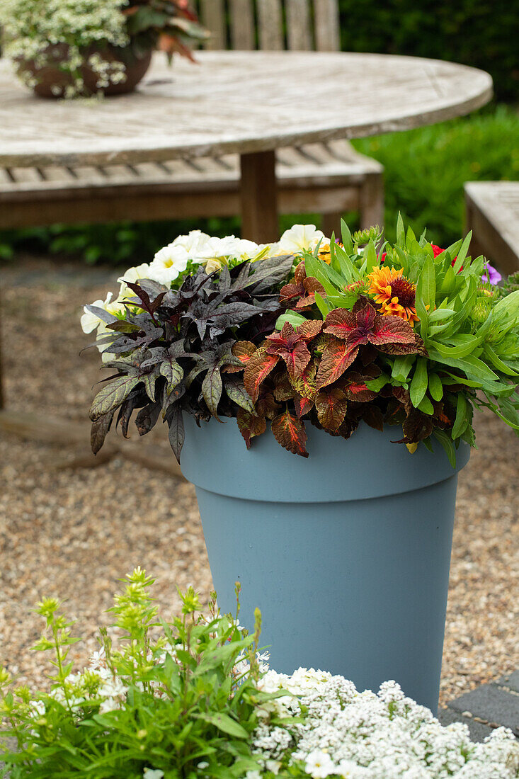 Flowerpot with ornamental foliage plants