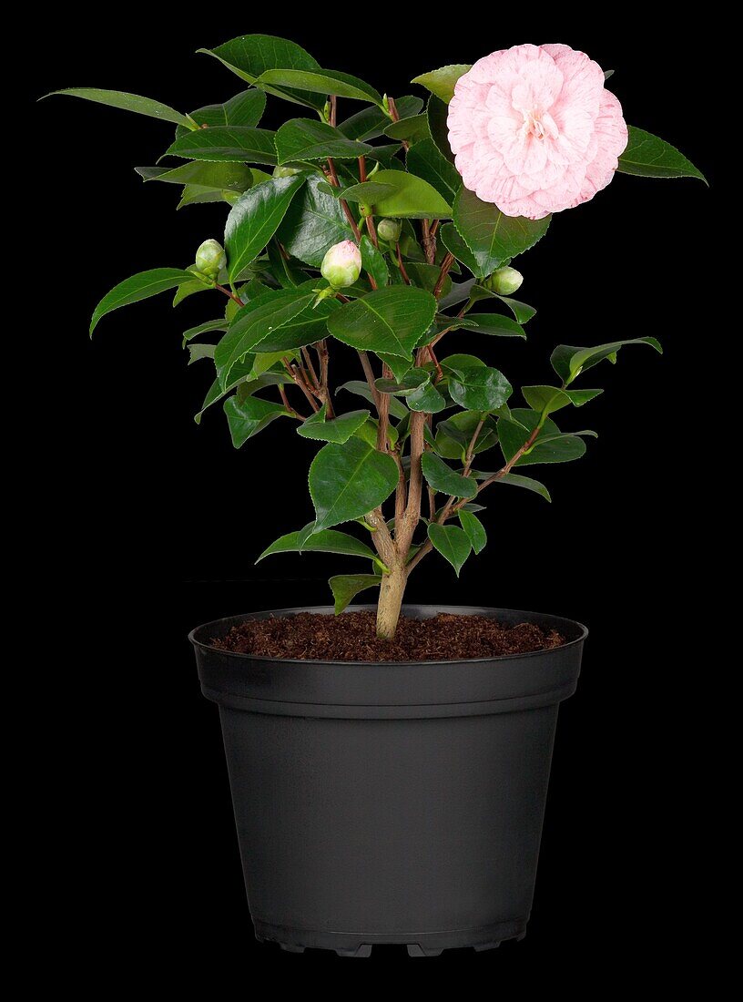 Camellia japonica William Bartlett
