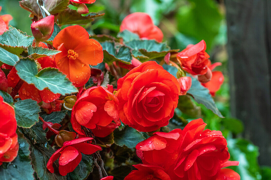 Begonia 'Easy Going Coral'