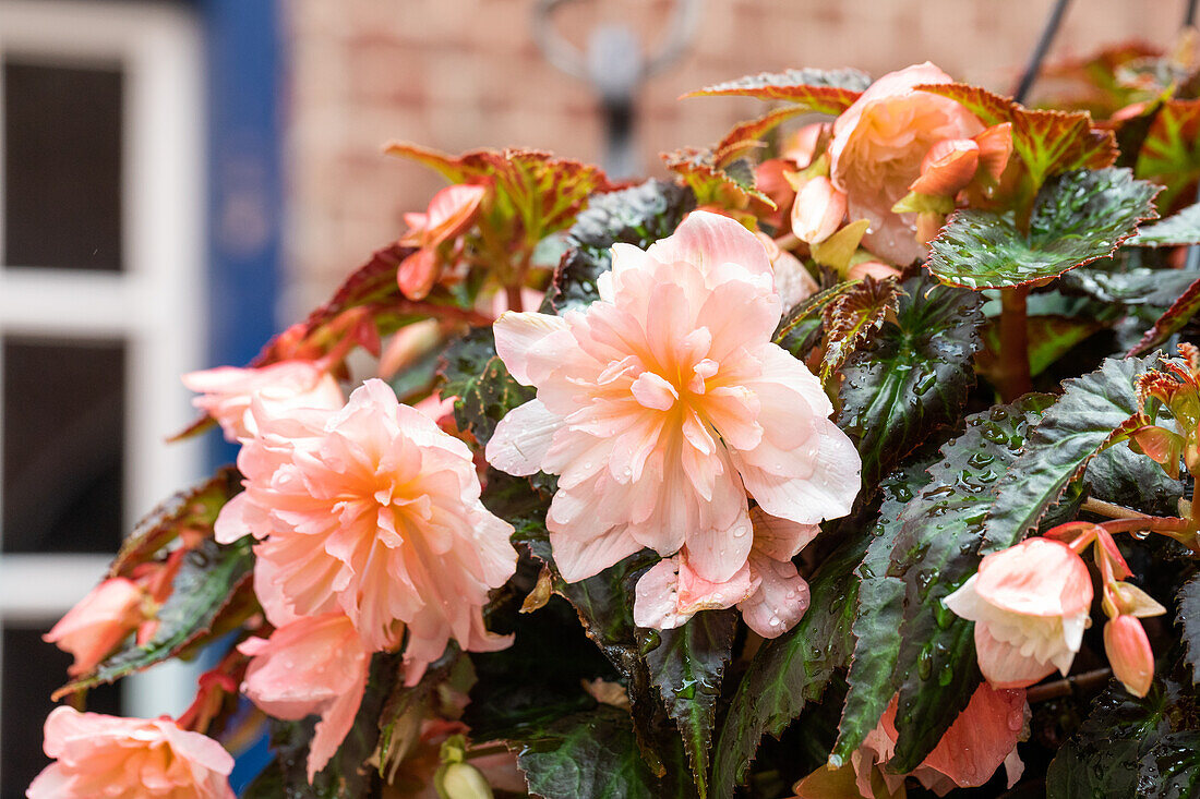 Begonia BELLECONIA™ 'Soft Orange'(s)