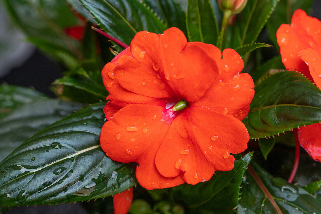 Impatiens neuguinea PARADISE™ 'Timor'