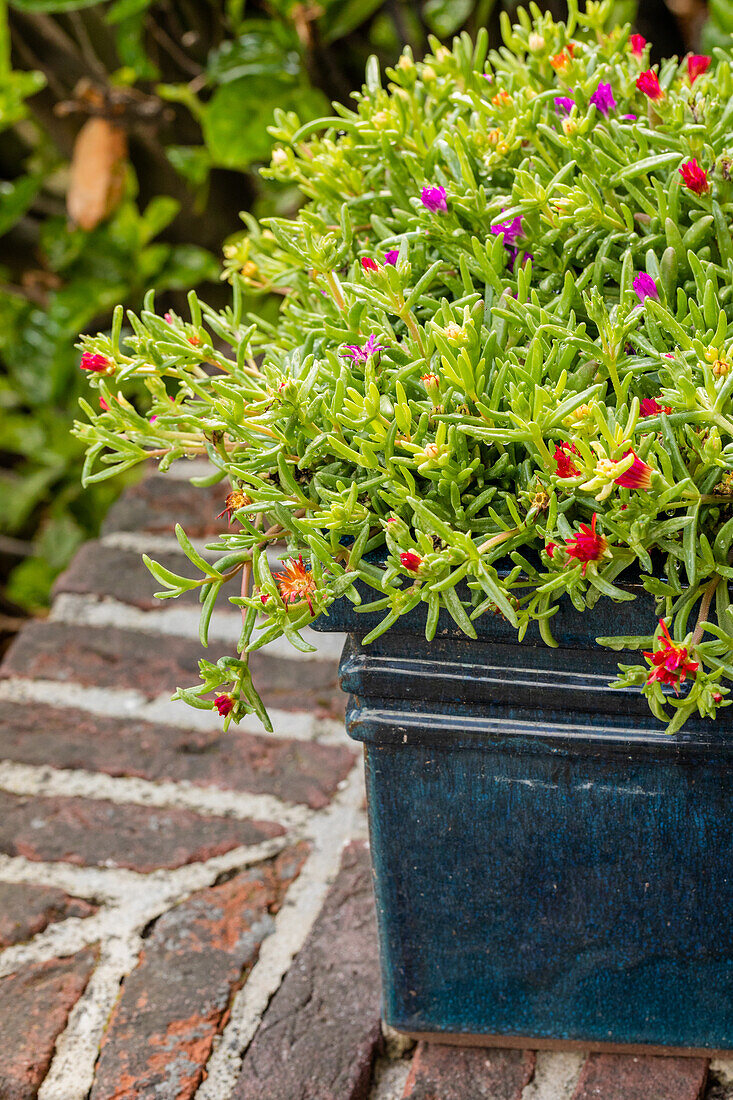 Delosperma Wheels of Wonder®