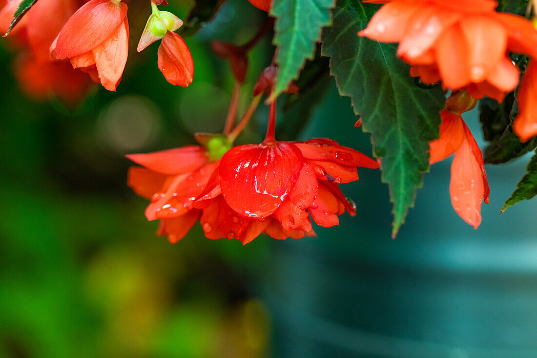 Begonia SUMMERWINGS