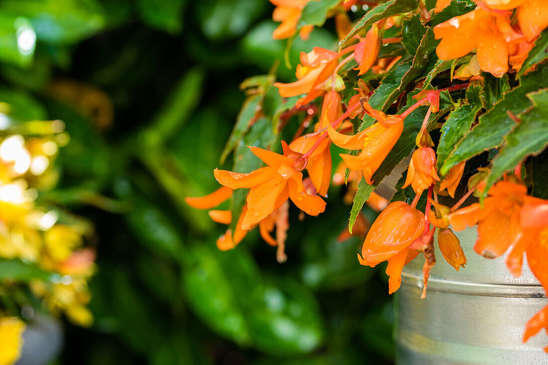 Begonia SUMMERWINGS™ 'Orange'