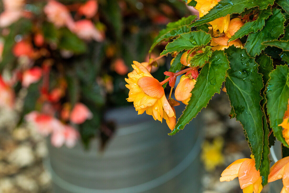 Begonia BELLECONIA™