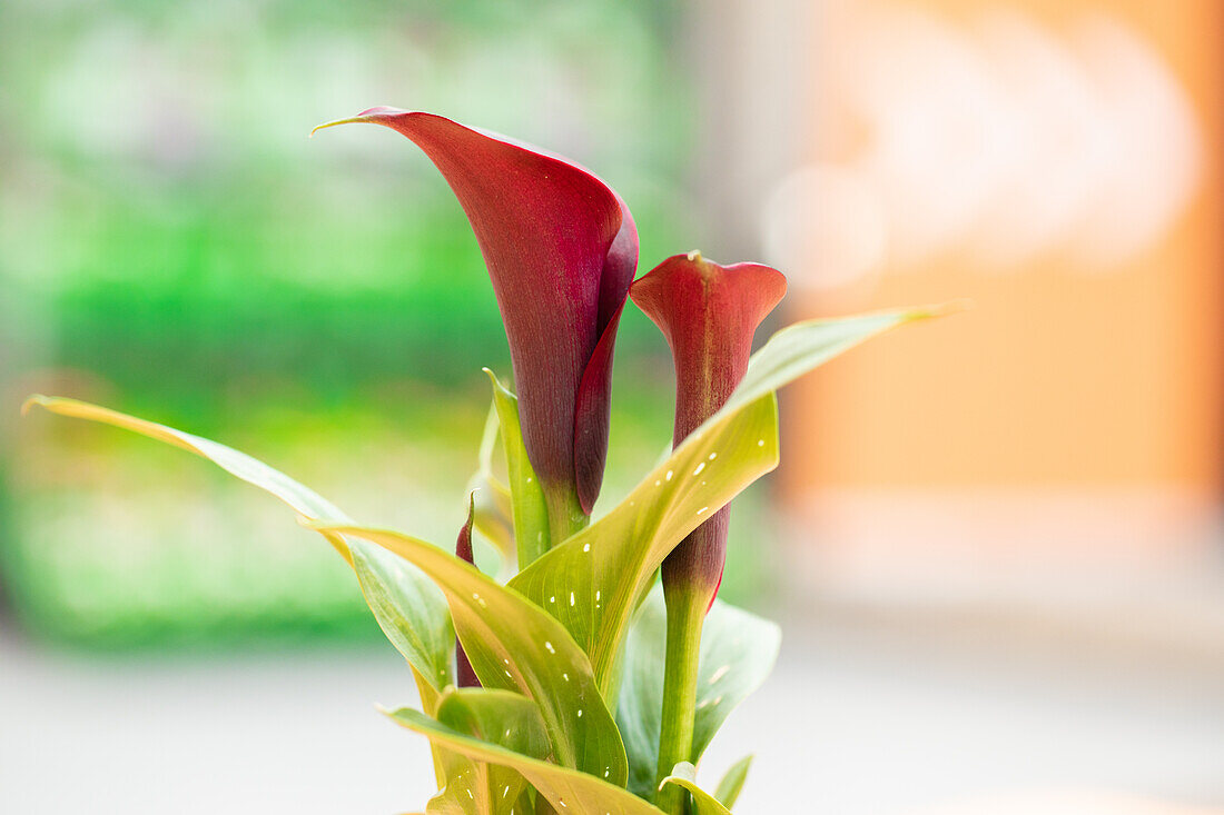 Zantedeschia aethiopica, red