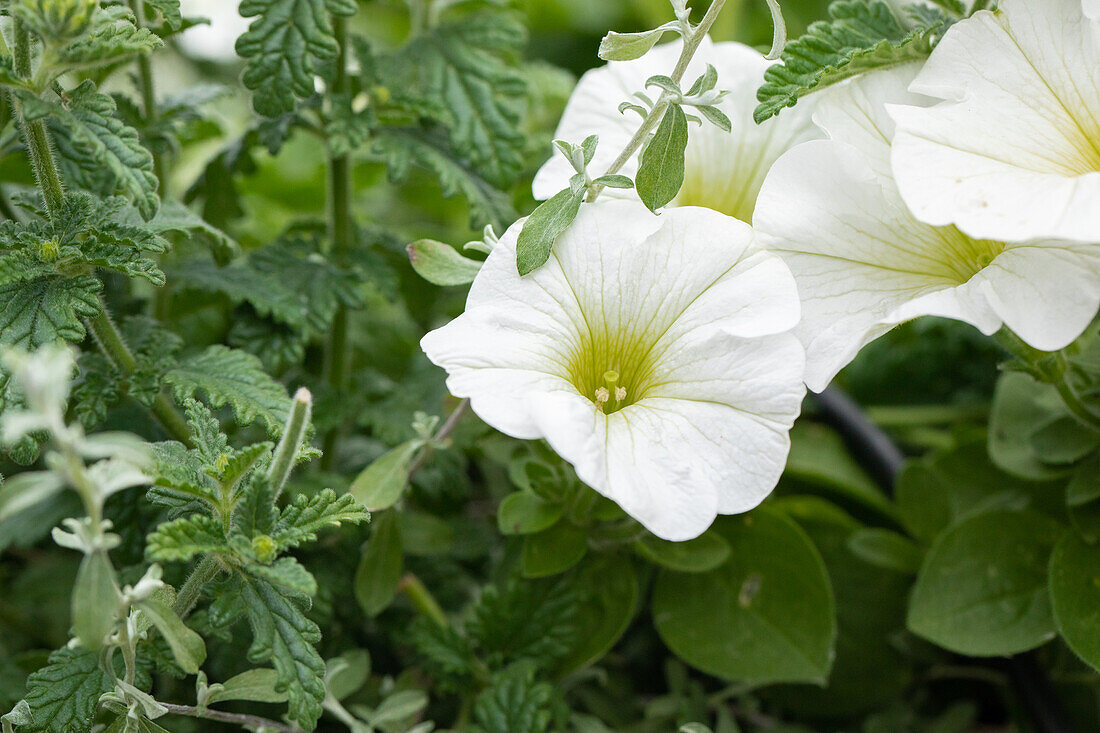 Petunia 'Potunia® Plus White