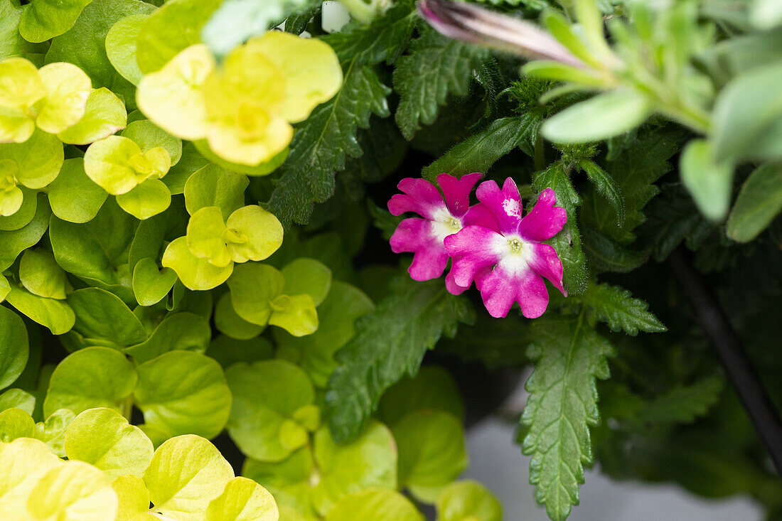 Garden Party 'Jolly Brocade'