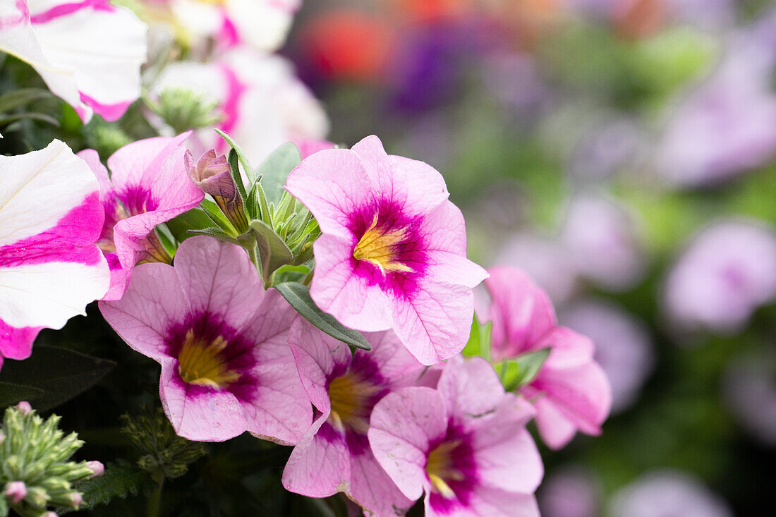 Calibrachoa 'Aloha Kona Tiki Soft Pink'