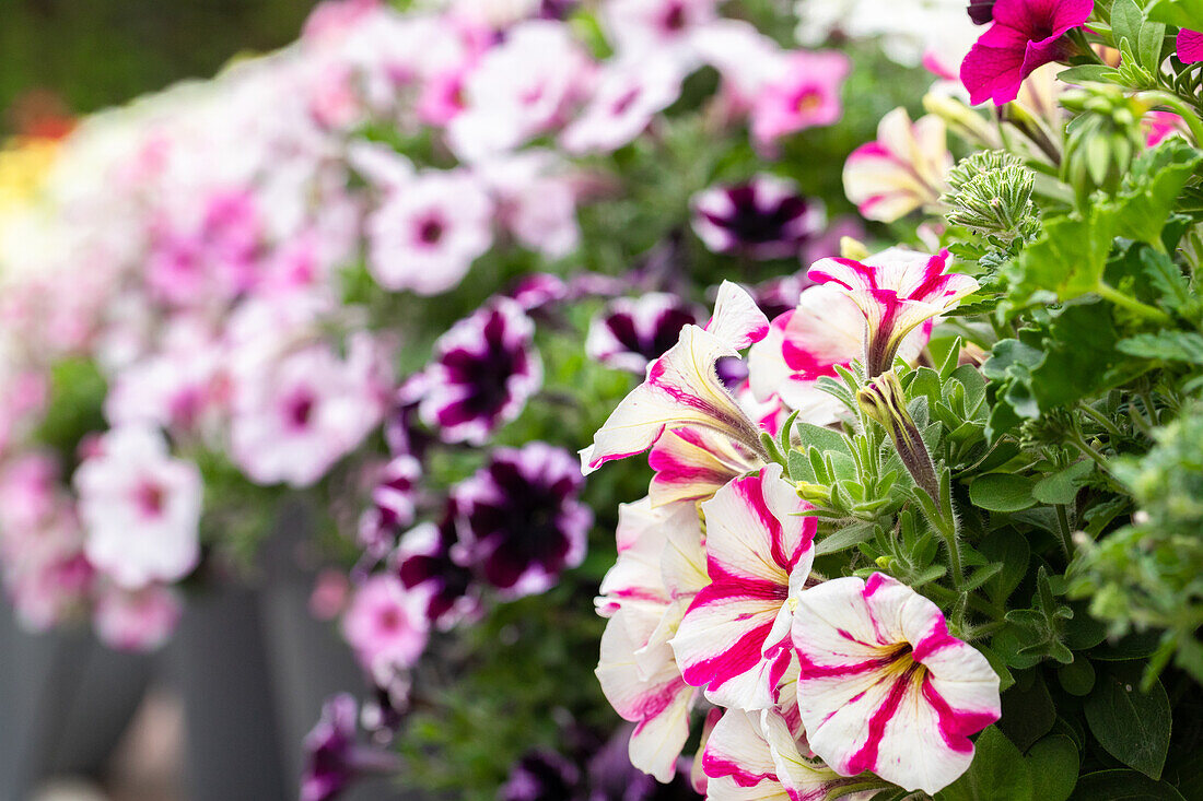 Petunia 'Surprise Pink Star'