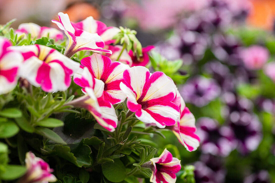 Petunia 'Surprise Pink Star'