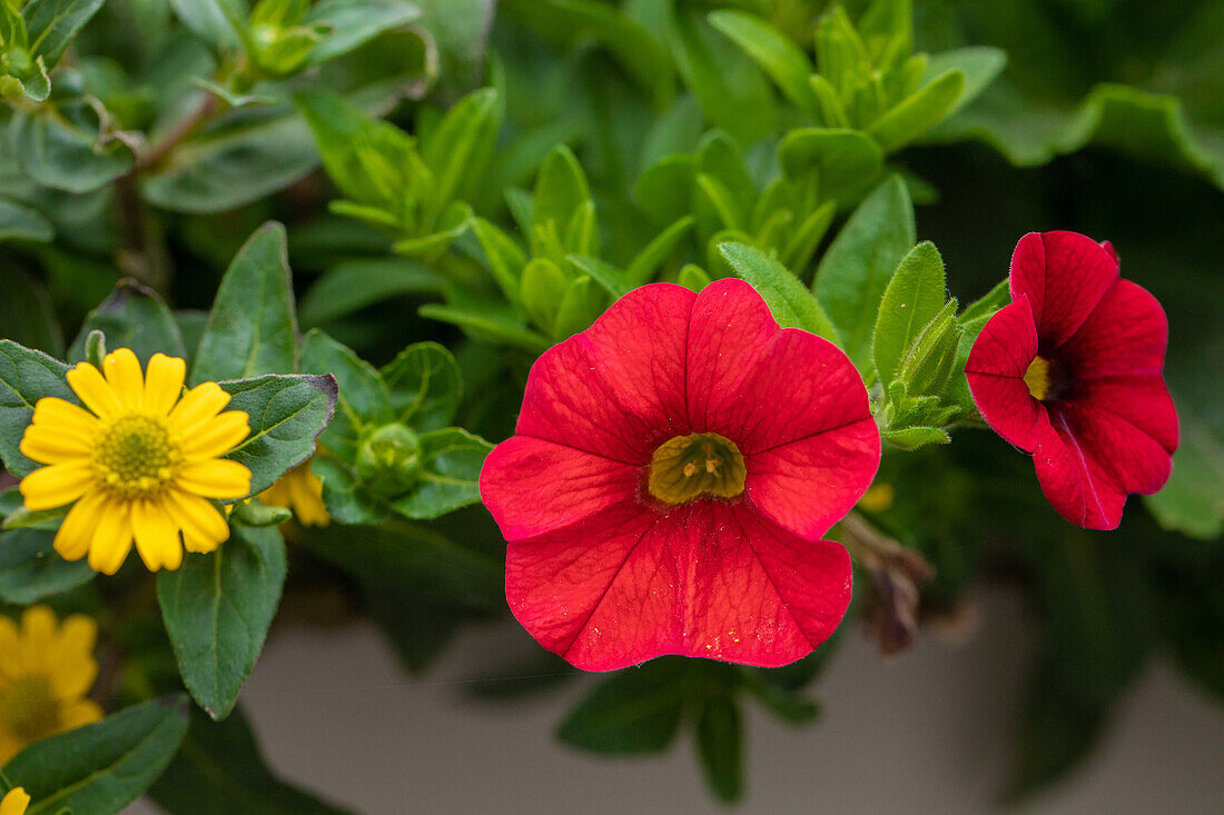 Calibrachoa 'Aloha Kona Dark Red'