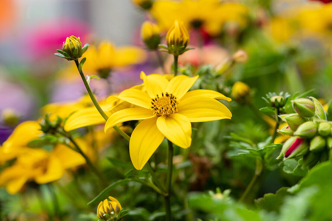 Bidens ferulifolia 'Bidy Gonzales'