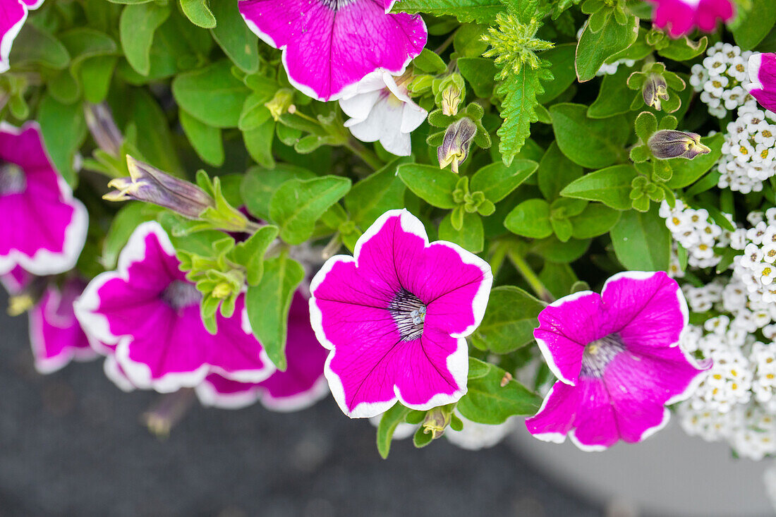 Petunia 'Surprise Magenta Halo'