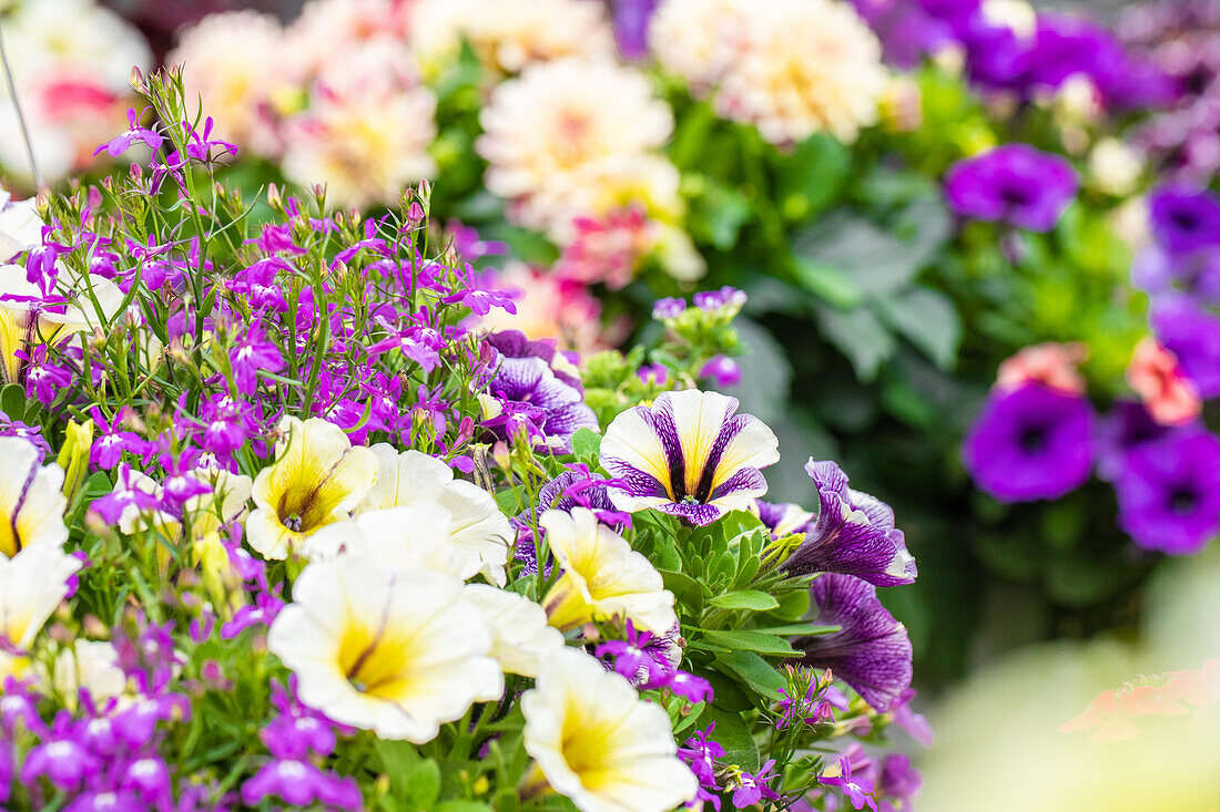 Garden Party 'Waterrose Lights