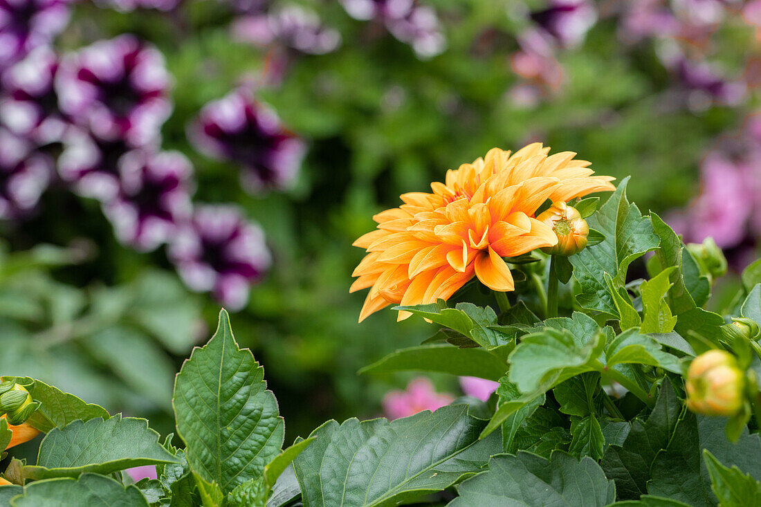 Dahlia Dahlinova Hypnotica® 'Bronze'