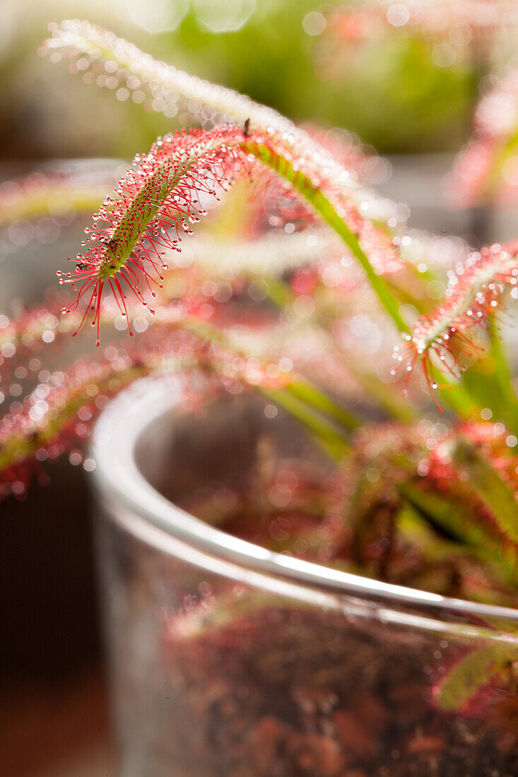 Drosera intermedia