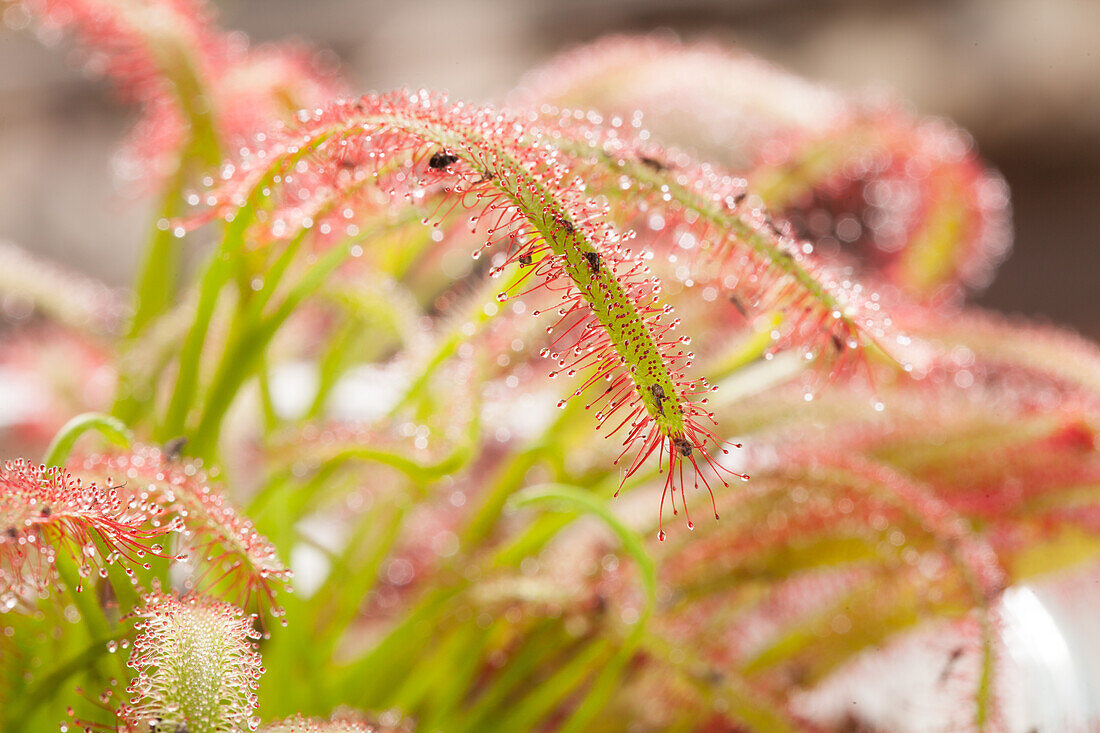 Drosera intermedia