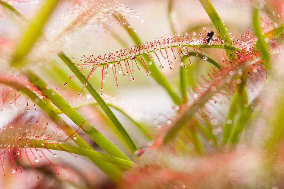 Drosera intermedia