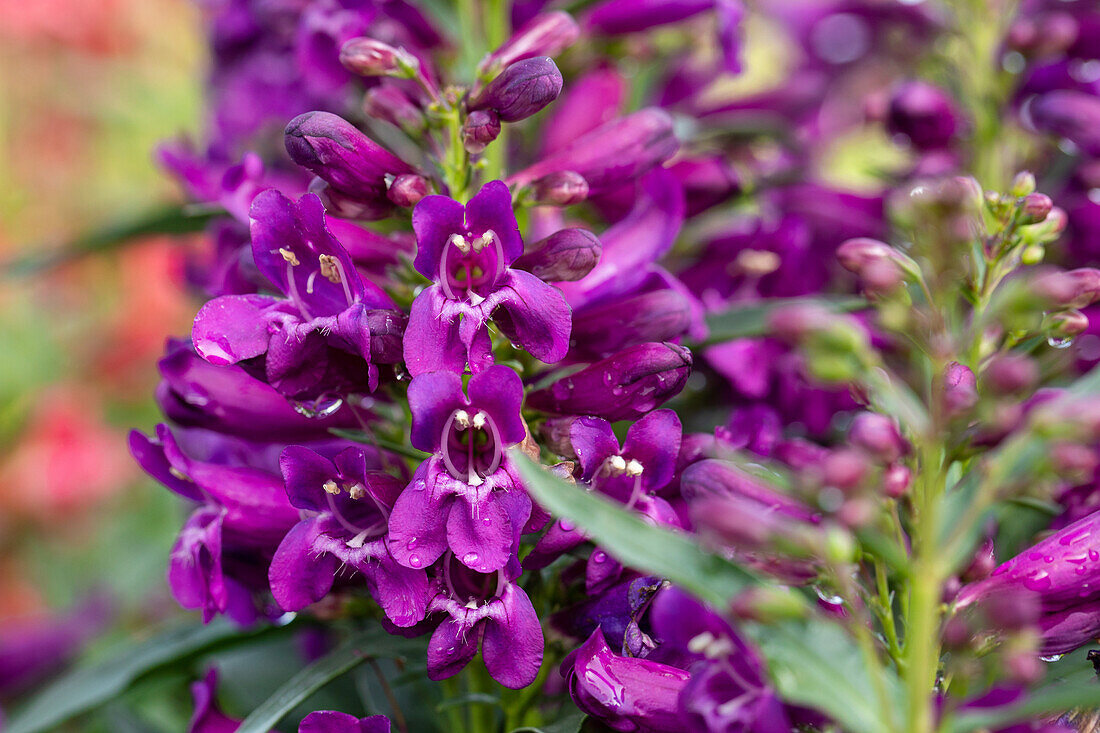 Penstemon "Pristine Purple Purple