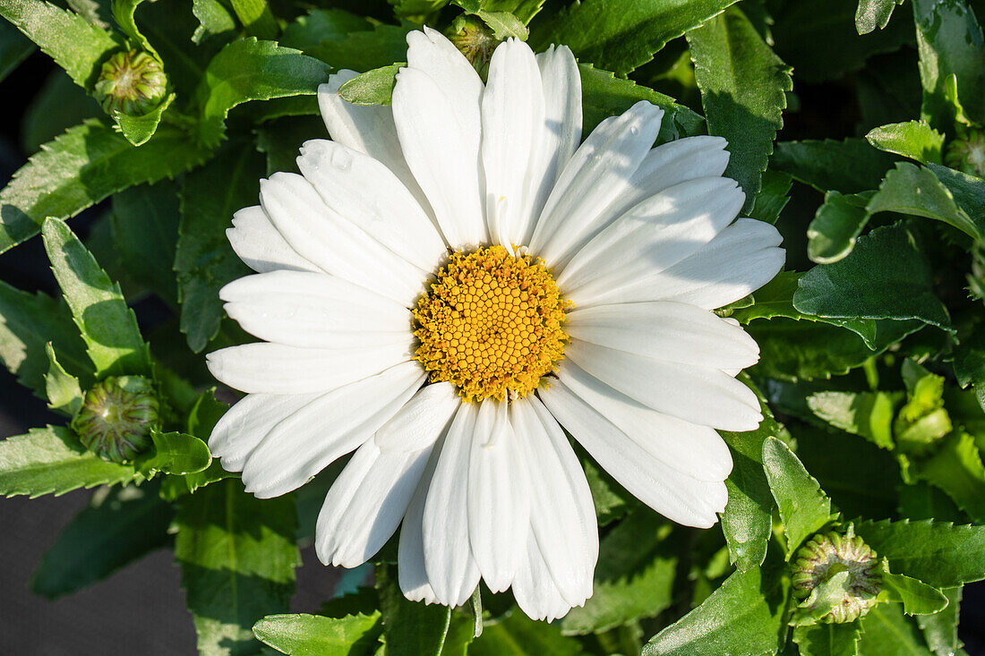 Leucanthemum x superbum 'Sweet Daisy Christine'