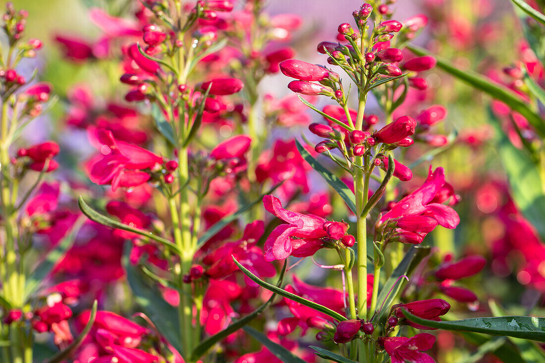 Penstemon "Pristine Deep Rose