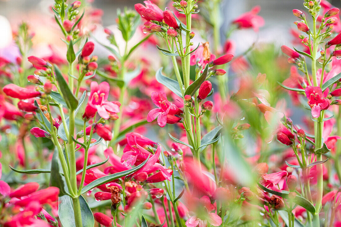 Penstemon ,Pristine Scarlet'