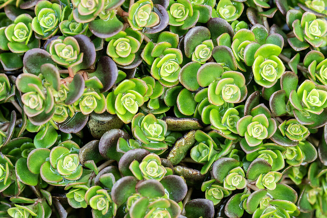 Sedum tetractinum Coral Reef